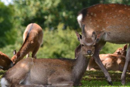 Wanderer bekommen im Killarney-Nationalpark in den Genuss vieler einheimischer Tiere, die hier in der freien Wildbahn leben....