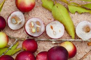 Die kleine Camu-Camu-Beere steckt voll Vitamin C.