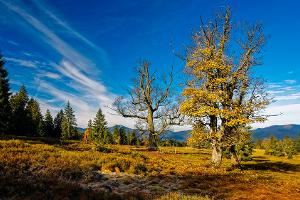 "Natur Natur sein lassen" - der Leitgedanke des Nationalparks Bayerischer Wald