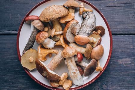 Viele Pilz sehen sich zum Verwechseln ähnlich.