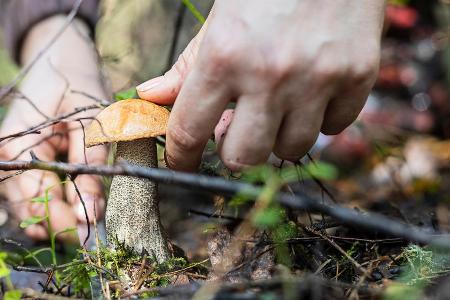 Kaum ist der Herbst da, zieht es Pilzsammler in die Wälder.