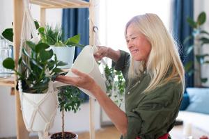 Einblatt und Bogenhanf brauchen im Winter nur wenig Licht und Wasser.