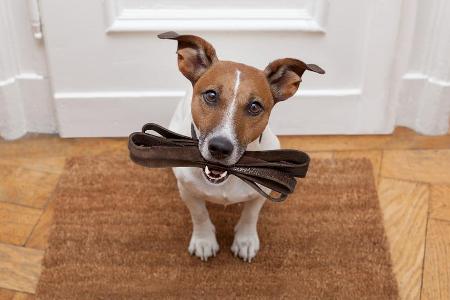 Darauf sollten Hundebesitzer in Corona-Zeiten achten