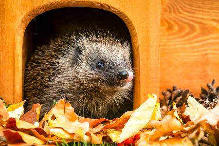 Ein Unterschlupf im Garten hilft Igeln, durch den Winter zu kommen.