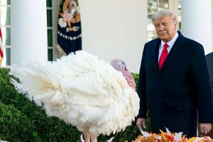 Donald Trump begnadigte auch 2020 Truthähne.