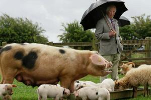 Prinz Charles bei seinem Besuch im Cotswold Farm Park.