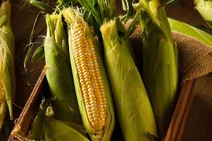 Zuckermais ist nicht nur lecker, sondern auch sehr gesund.