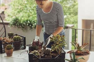 Nicht alle Kübelpflanzen überstehen die kalte Jahreszeit im Freien.