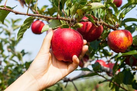 Die Apfelsaison hat bereits begonnen.