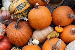 Der Kürbis kommt ursprünglich aus Südamerika.