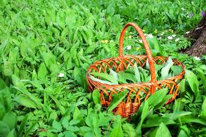Bärlauch wächst im Wald - und ist leicht zu verwechseln.