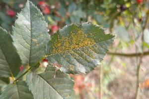 Orangerote Pusteln sind ein Anzeichen für Rosenrost.