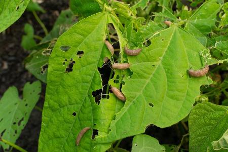Schnecken bevorzugen feuchte Orte im Garten.