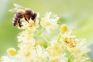 Die "Bienen-App" verrät, welche Blühblumen besonders bienenfreundlich sind