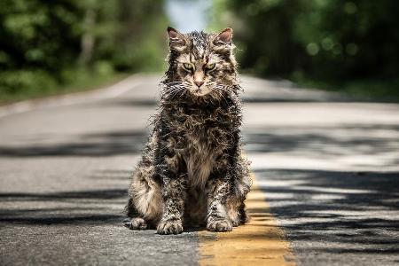 Ob dieser Familientiger noch Lust aufs Schmusen hat?