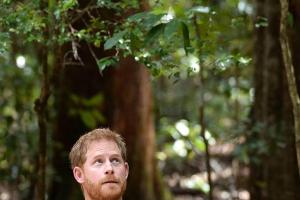 Auch Prinz Harry scheint seinen Moment im Wald zu genießen