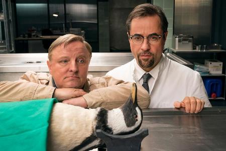 Ein Pinguin in der Rechtsmedizin - mit Kommissar Frank Thiel (Axel Prahl) und Prof. Boerne (Jan Josef Liefers, r).