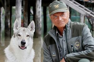 "Die Bergpolizei - Ganz nah am Himmel": Pietro (Terence Hill) ist es gelungen, das Vertrauen des Wolfes zu gewinnen...