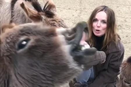 Ob dieser Esel hier nicht gefilmt werden wollte?