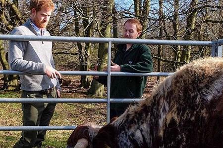Prinz Harry macht sich mit der Kuh Lucky und ihrem Kalb vertraut