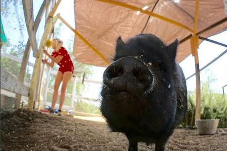 Für Liam Hemsworth und Miley Cyrus war 2016 ein Jahr der Liebe. Mit diesem Foto machte der Schauspieler das Liebes-Comeback ...