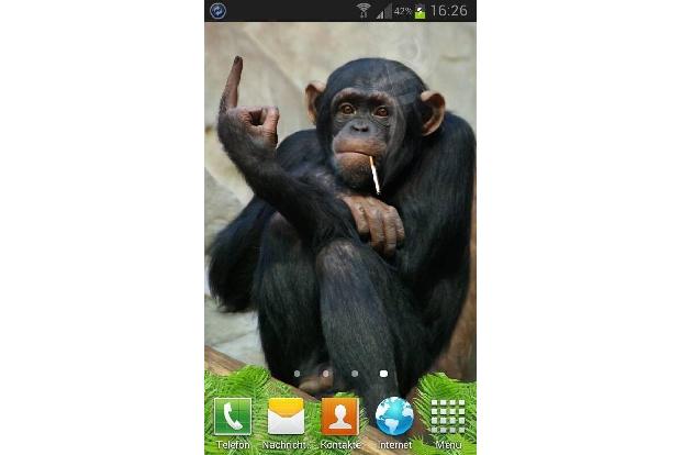Lustig Affe Live-Hintergründe