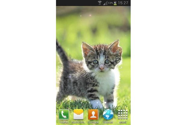 Cat Live Wallpaper