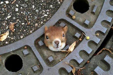 Eichhörnchen Gullydeckel