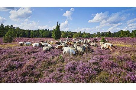 Roadtrip Pellworm Nordsee