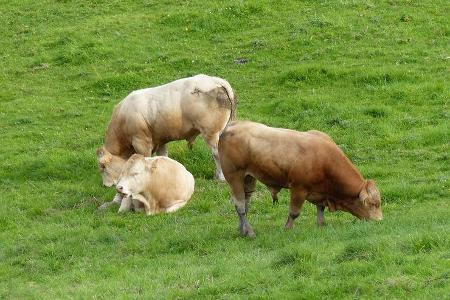 Formel 1-Tagebuch - GP Belgien 2014