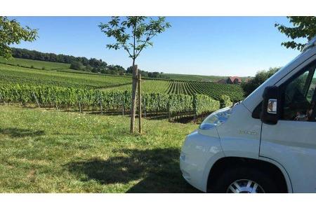 Stellplatz am Weingut Hitziger