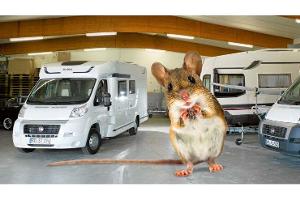 Schutz vor Ungeziefer