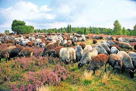 Naturpark Lüneburger Heide