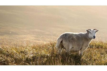 Selbstausbau des T3-Syncro