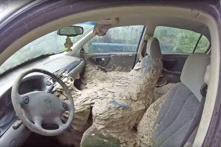 Chevroleet Malibu Wespennest