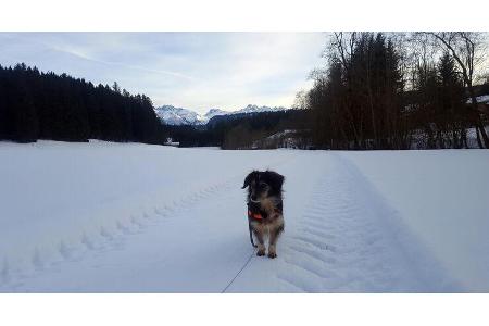 Hymer B-Klasse MC I 580 (2019)