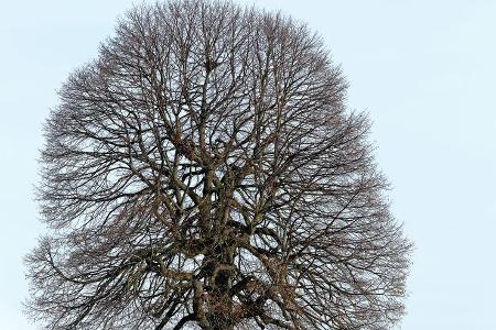 Citroën C6, Seitenansicht, Baum