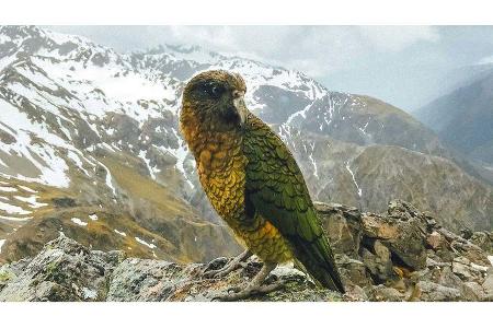 Westküste Neuseeland