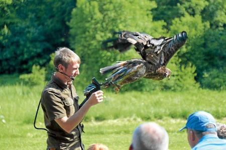 Greifvögel bei der Falknershow auf Burg Rabenstein.