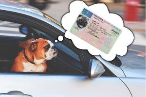 Führerschein Prüfung Engpass Hund