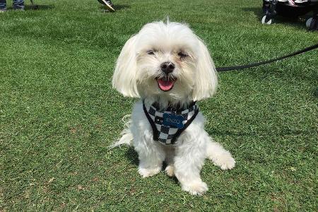 Monterey Car Week The Quail