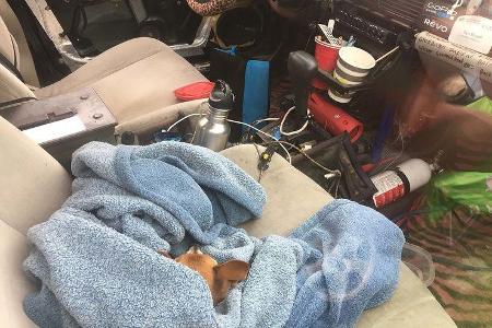 Concours d'Lemons Monterey