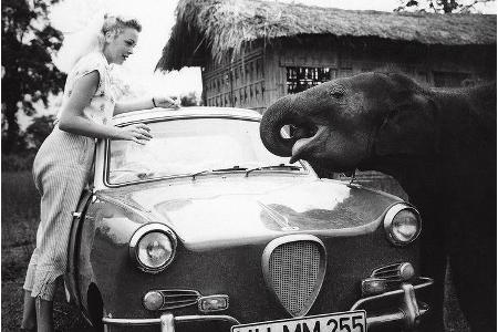 Kleine Freunde: Goggo-Coupé und Elefantenbaby auf einer Teeplantage in Darjeeling.