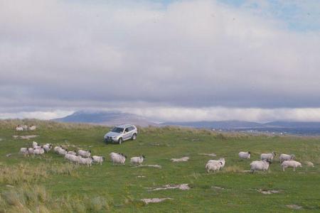 Verkehrsteilnehmer: Schafe sind allgegenwärtig, ob auf der Weideoder den schmalen Sträßchen.