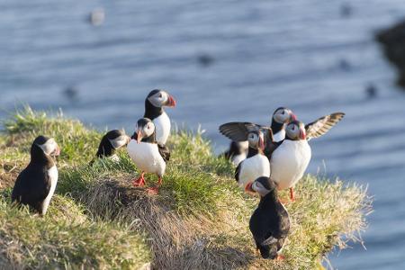 Wunderschöne Bilder, oder? Den Papageitauchern gefällt es zumindest ausgesprochen gut auf Island. Mehr als die Hälfte der Po...
