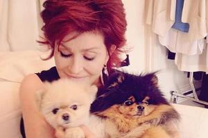 Sharon Osbourne vergöttert ihre Hunde