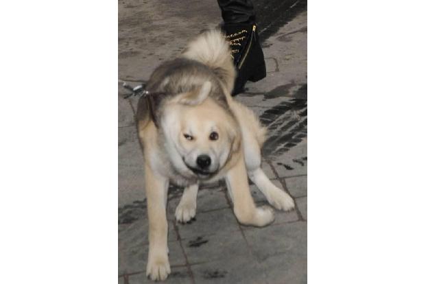 ...mitgeschleppter Hund schien richtig begeistert vom Ausflug zur Fashion-Show gewesen zu sein. Während die 