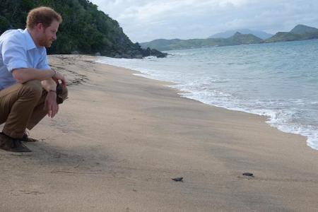 Am Strand von Nevis gab Prinz Harry Baby-Schildkröten eine kleine Starthilfe