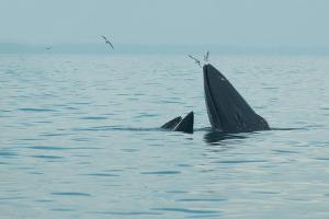 Wale in der freien Wildbahn