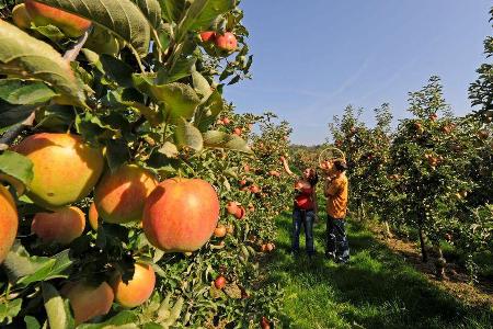 Die Altnauer Apfelwochen finden vom 10. bis zum 24. September statt